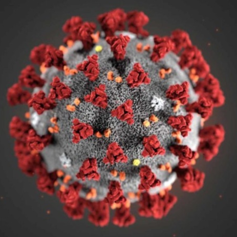 Les cellules tueuses peuvent empêcher covid - 19.